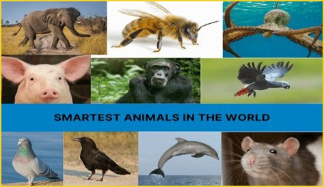 Unveiling The World's Dimmest: Discoveries In Animal Intelligence
